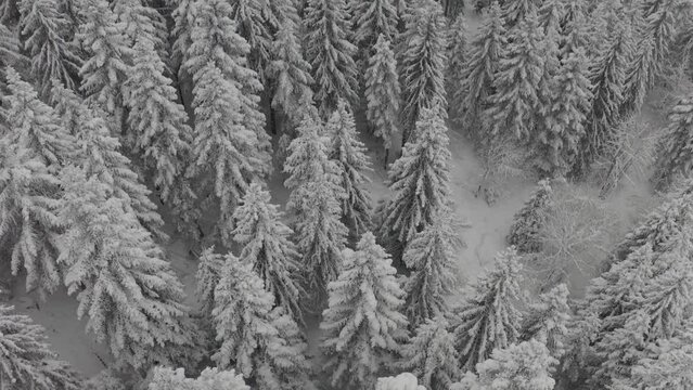 Chamrousse - Winter Landscape 05 - 4K - DLOG