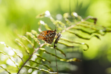 Fototapeta na wymiar butterfly on leaf in the sun