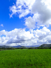 Green grass field and blue sky clouds summer landscape background, green meadows, landscape of grass field and green environment, Sky and grass background, fresh green fields under blue sky in spring.