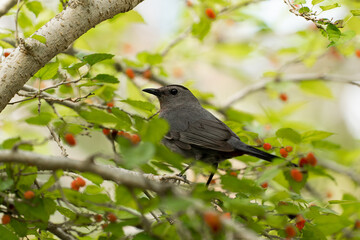 Bird on a branch with berries