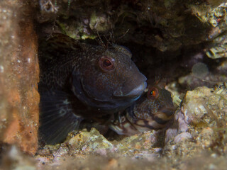 Moma o barriguda, Parablennius pilicornis