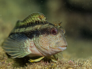 Fototapeta premium Moma o barriguda, Parablennius pilicornis