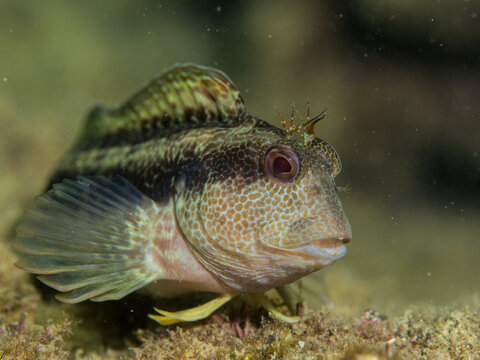 Moma o barriguda, Parablennius pilicornis
