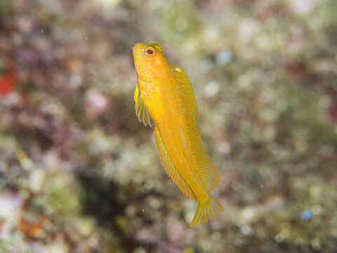 Moma con librea amarilla. Parablennius pilicornis.