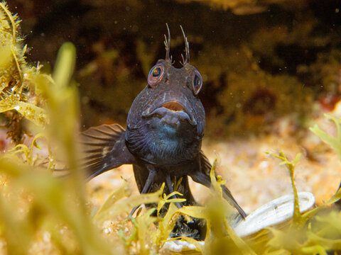 Moma o barriguda, Parablennius pilicornis