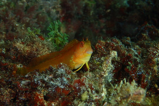 Moma con librea amarilla. Parablennius pilicornis.