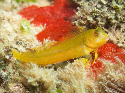 Moma con librea amarilla. Parablennius pilicornis.
