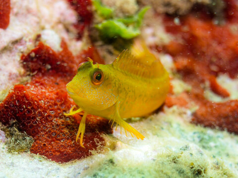 Moma con librea amarilla. Parablennius pilicornis.