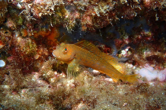 Moma con librea amarilla. Parablennius pilicornis.