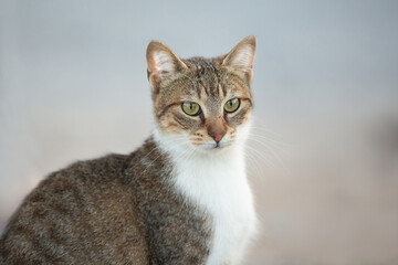 Obraz premium A grey striped funny cat outdoors. A cat sitting in the grass