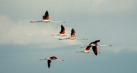 Flamingos flying in Doñana National Park, Andalusia, Spain.