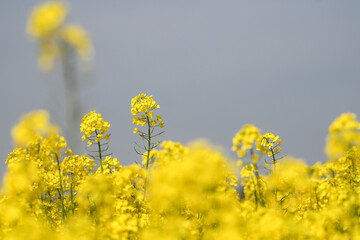 culture agriculture champs colza jaune 
