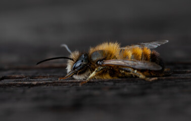 Gehörnte Mauerbiene