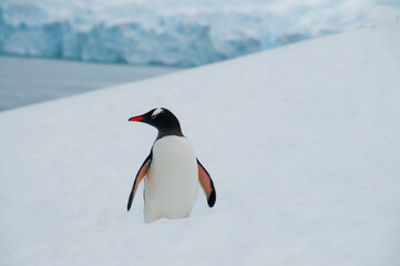 Gentoo penguin looking to the sea, Antarctica
