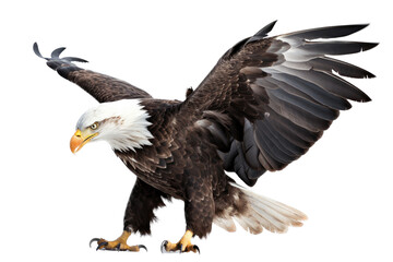 Fototapeta premium an isolated bald eagle (Haliaeetus leucocephalus) , flying in motion and in landing position, wildlife, Wildlife-themed, photorealistic illustration on a transparent background PNG. generative ai