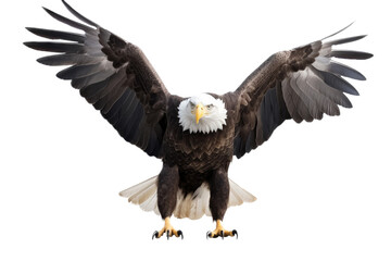 Obraz premium an isolated bald eagle (Haliaeetus leucocephalus) , front view wings spread open, preservation, Wildlife-themed, photorealistic illustration on a transparent background cutout in PNG. Generative AI