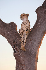 Gepard auf Baum / Cheetah in tree / Acinonyx jubatus © Ludwig