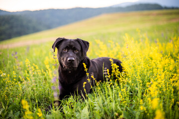 Black Labrador Dog on Spring Meadow