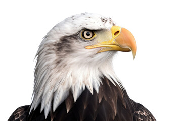 Obraz premium an isolated bald eagle (Haliaeetus leucocephalus) , portrait close-up, preservation, Wildlife-themed, photorealistic illustration on a transparent background cutout in PNG. Generative AI