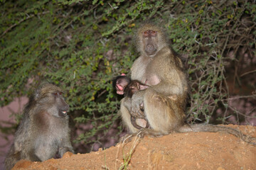 Bärenpavian / Chacma baboon / Papio ursinus.