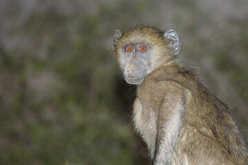 Bärenpavian / Chacma baboon / Papio ursinus.