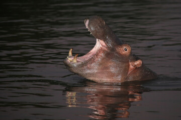 Flußpferd / Hippopotamus / Hippopotamus amphibius.