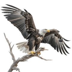 Obraz premium an isolated bald eagle (Haliaeetus leucocephalus) , flying in motion and in landing on a branch, Wildlife-themed, photorealistic illustration on a transparent background cutout in PNG. Generative AI