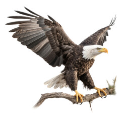 Obraz premium an isolated bald eagle (Haliaeetus leucocephalus) , flying in motion and in landing on a branch, Wildlife-themed, photorealistic illustration on a transparent background cutout in PNG. Generative AI