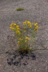 Wild yellow flowers are growing through the asphalt cracked surface. Nature always wins.