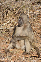 Bärenpavian / Chacma baboon / Papio ursinus..