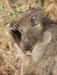Fototapeta premium Bärenpavian / Chacma baboon / Papio ursinus..