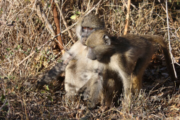 Bärenpavian / Chacma baboon / Papio ursinus