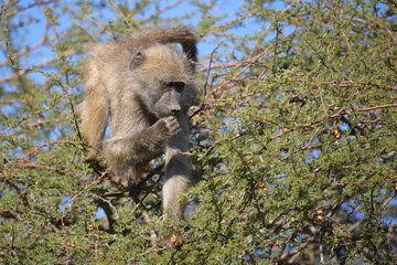 Bärenpavian / Chacma baboon / Papio ursinus..