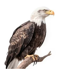 Foto op Plexiglas an isolated  bald eagle (Haliaeetus leucocephalus) , sitting on a branch, preservation, Wildlife-themed, photorealistic illustration on a white background, in a JPG. Generative AI © Purple Penguin GFX