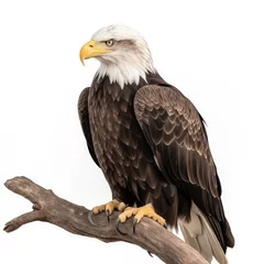 Foto op Plexiglas an isolated  bald eagle (Haliaeetus leucocephalus) , sitting on a branch, preservation, Wildlife-themed, photorealistic illustration on a white background, in a JPG. Generative AI © Purple Penguin GFX