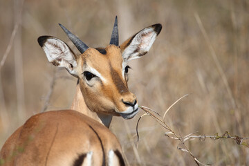 Schwarzfersenantilope / Impala / Aepyceros melampus.