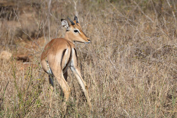 Schwarzfersenantilope / Impala / Aepyceros melampus.