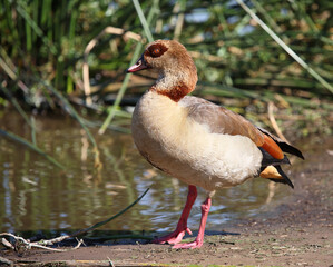 Nilgans / Egyptian goose / Alopochen aegyptiacus