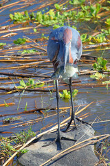 Goliathreiher / Goliath heron / Ardea goliath
