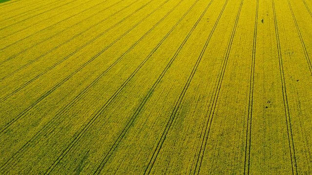 Aerial view of rapeseed field in evening light