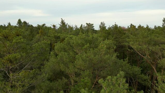 Aerial view over the crowns of a pine forest
