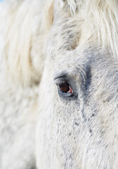 Close up of the Eye of a White Horse