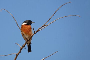 Afrikanisches Schwarzkehlchen / African stonechat / Saxicola torquatus