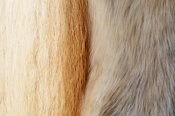 Close up of the Tail and Hind End of a White Horse