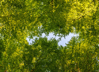 A great view up into the trees direction sky in may, Germany