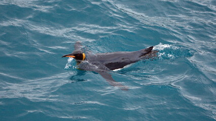 Obraz premium King penguin (Aptenodytes patagonicus) swimming off the coast of Salisbury Plain, South Georgia Island
