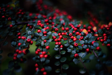 decorative plant. Red berries with green leaves, forest texture. soft lighting with soft focus