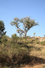 Naklejka na ściany i meble Afrikanischer Busch - Krügerpark / African Bush - Kruger Park /