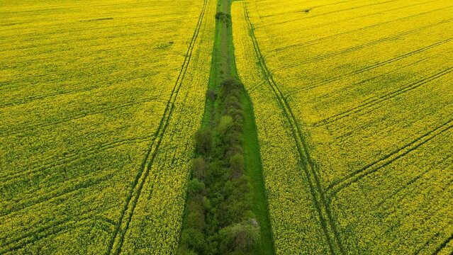 Aerial view of rapeseed field in evening light