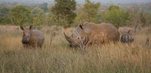 Fototapeta premium Breitmaulnashorn / Square-lipped rhinoceros / Ceratotherium simum.